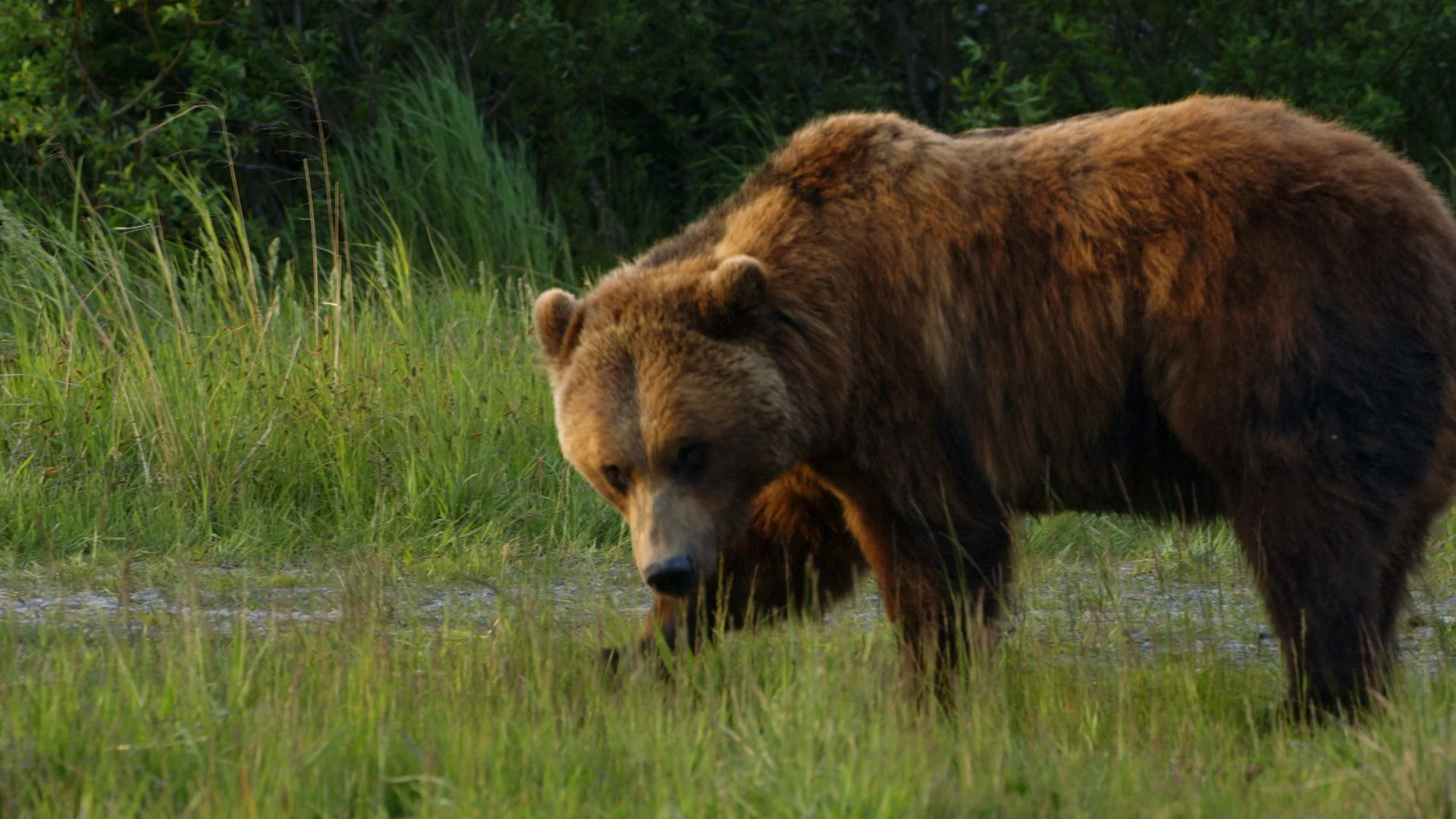 YukonVet_S3__1.5.1.jpg