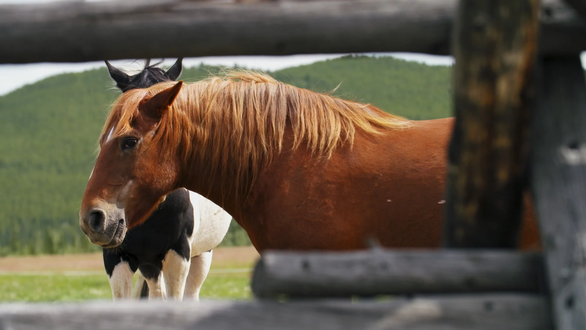 YukonVet_S3__2.1.10.jpg