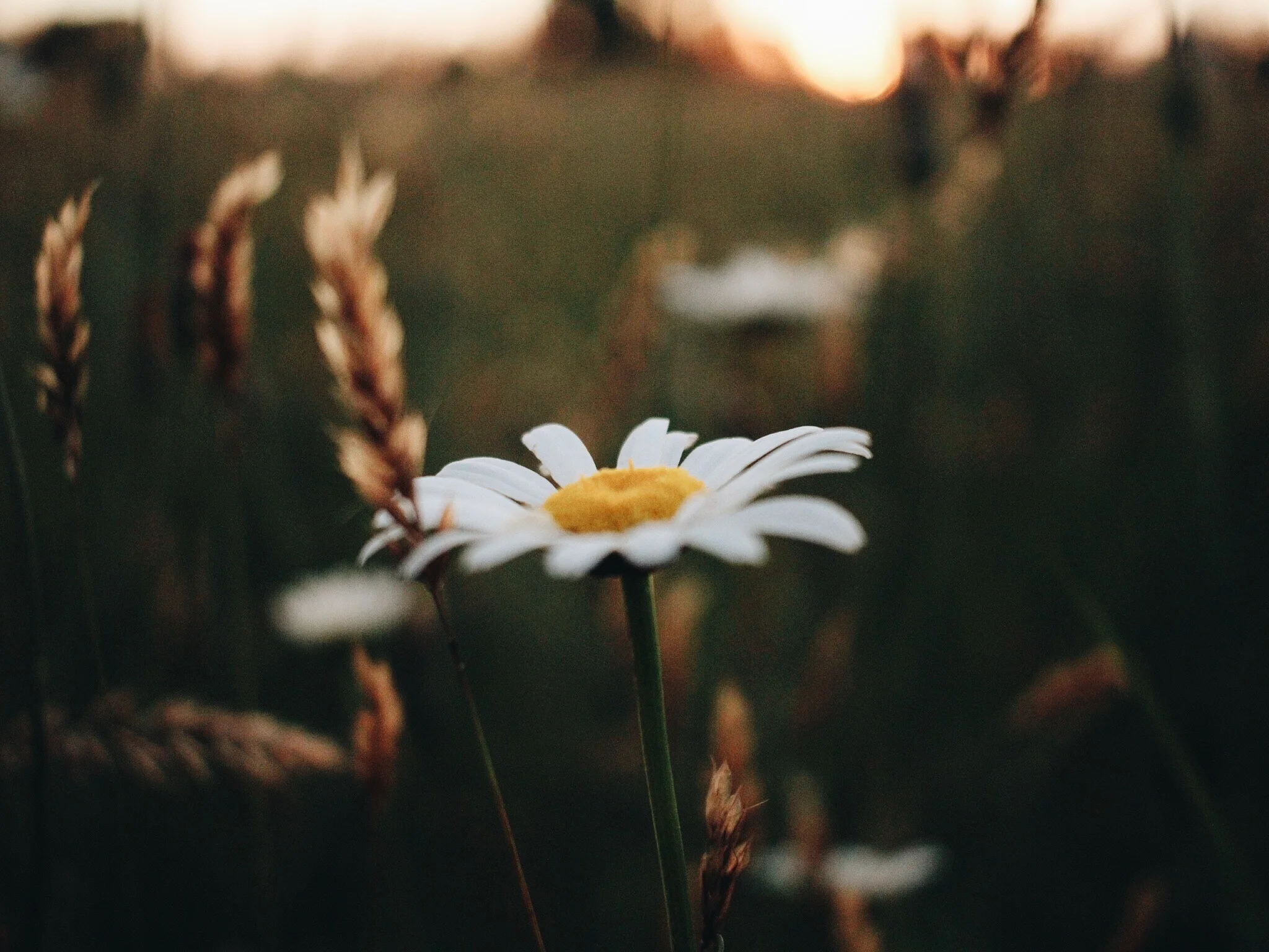 madison-bersuch-106855-unsplash.jpg