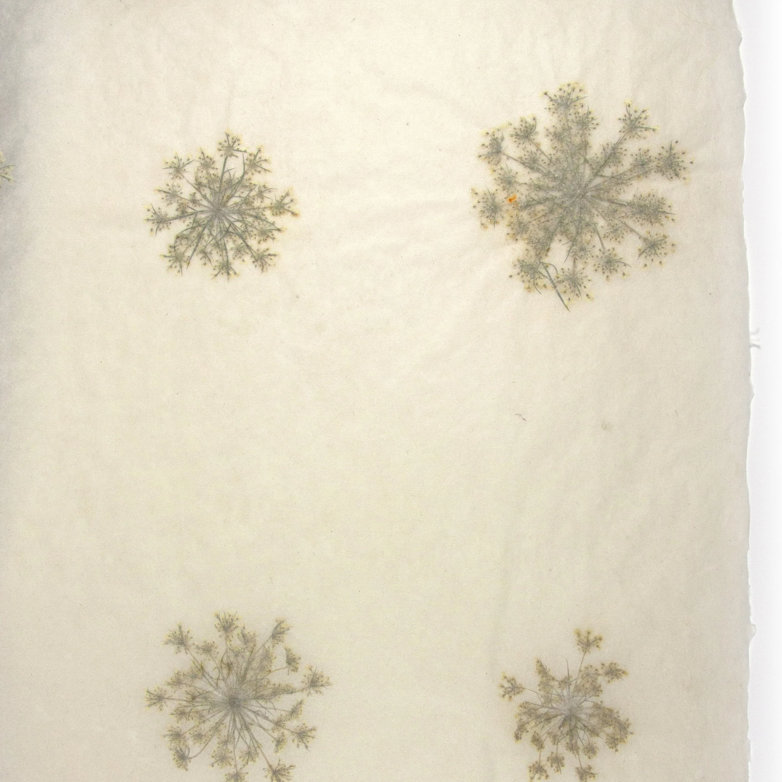 queen annes lace2.jpg