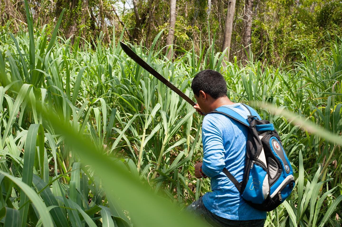 The group formed a single-file line up the river bank. Miguel took the lead at the front, chopping down growth taller than me to find the start of the trail. Palms marked with fresh slashes would prevent us from getting lost. I felt caught between a 