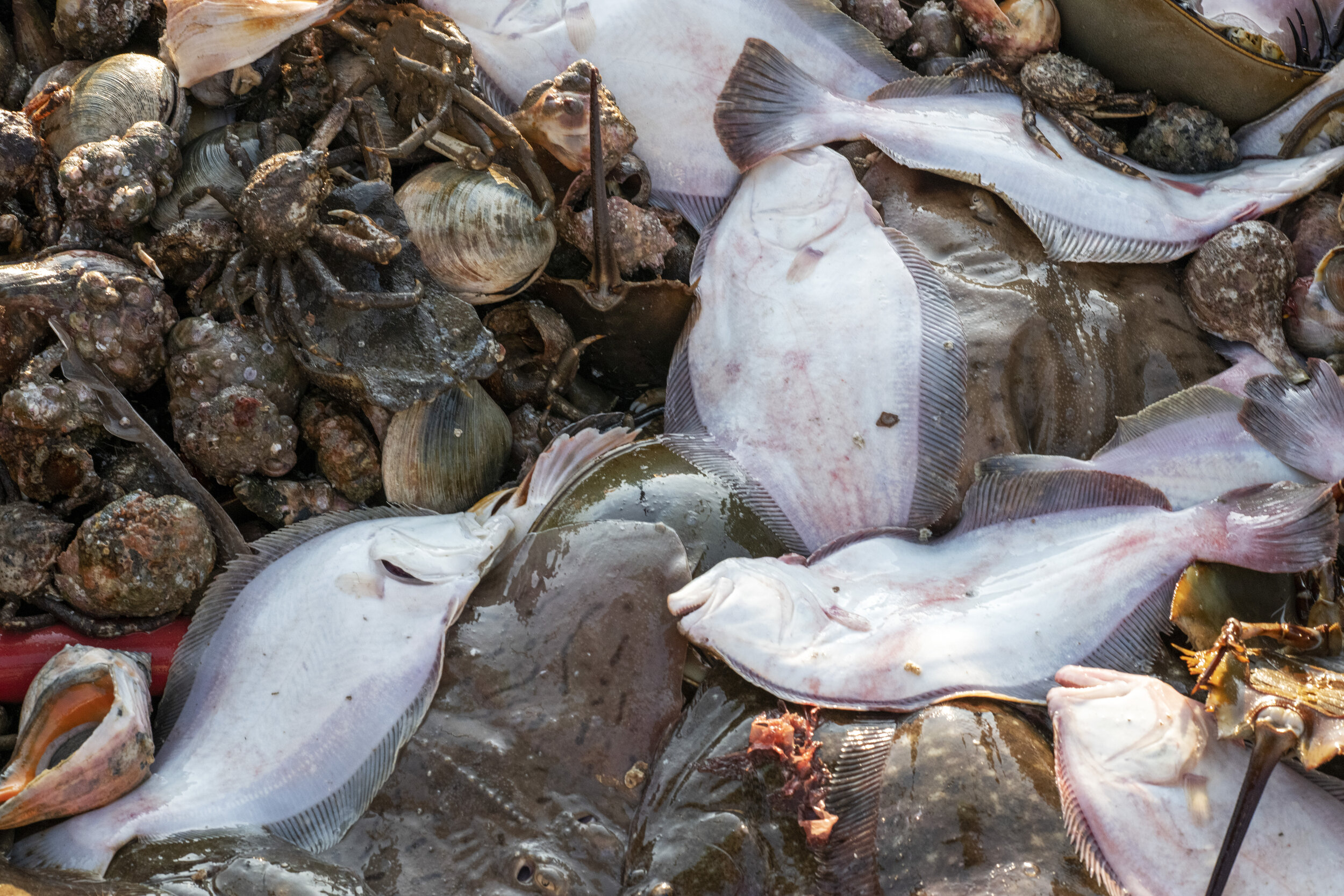 Flounder, conch, crabs and other catch sit on Tim Barrett’s deck after being hauled from waters off the coast of Cape Cod. The ground fish species that once supported hundreds of families, such as flounder and cod, can now only support a fraction of