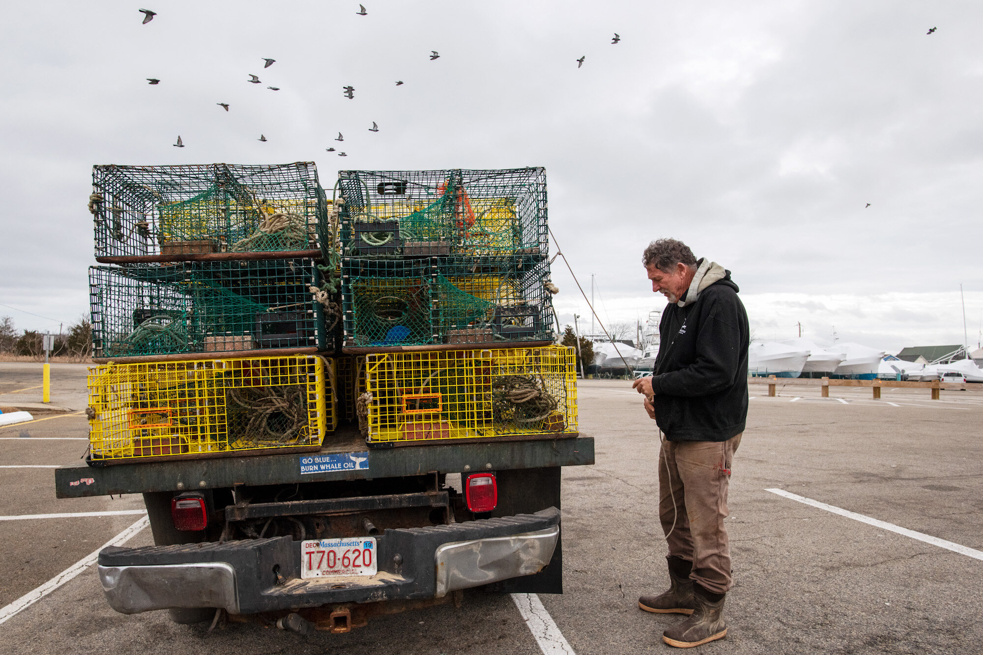 John Haviland, of Marshfield, Mass., loads some of the last lobster traps of the season onto his truck before state closures restrict him from lobstering from February through May. When concerns were raised about the endangered North Atlantic right