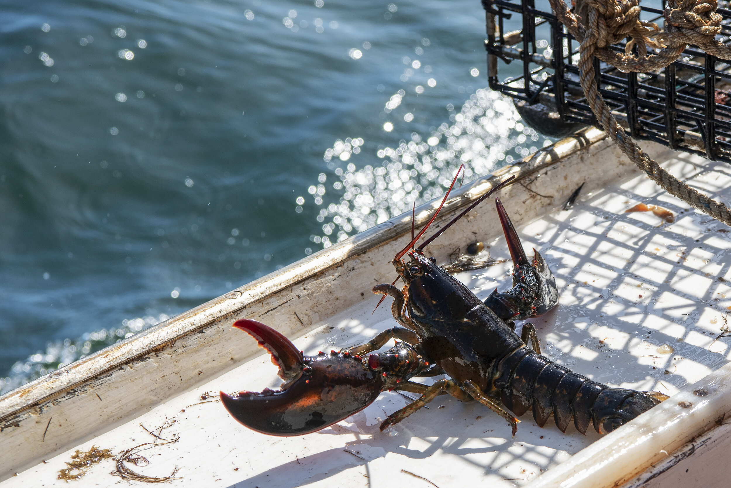 A lobster perched on the side of the Pot Luck with claws open and ready to defend itself.