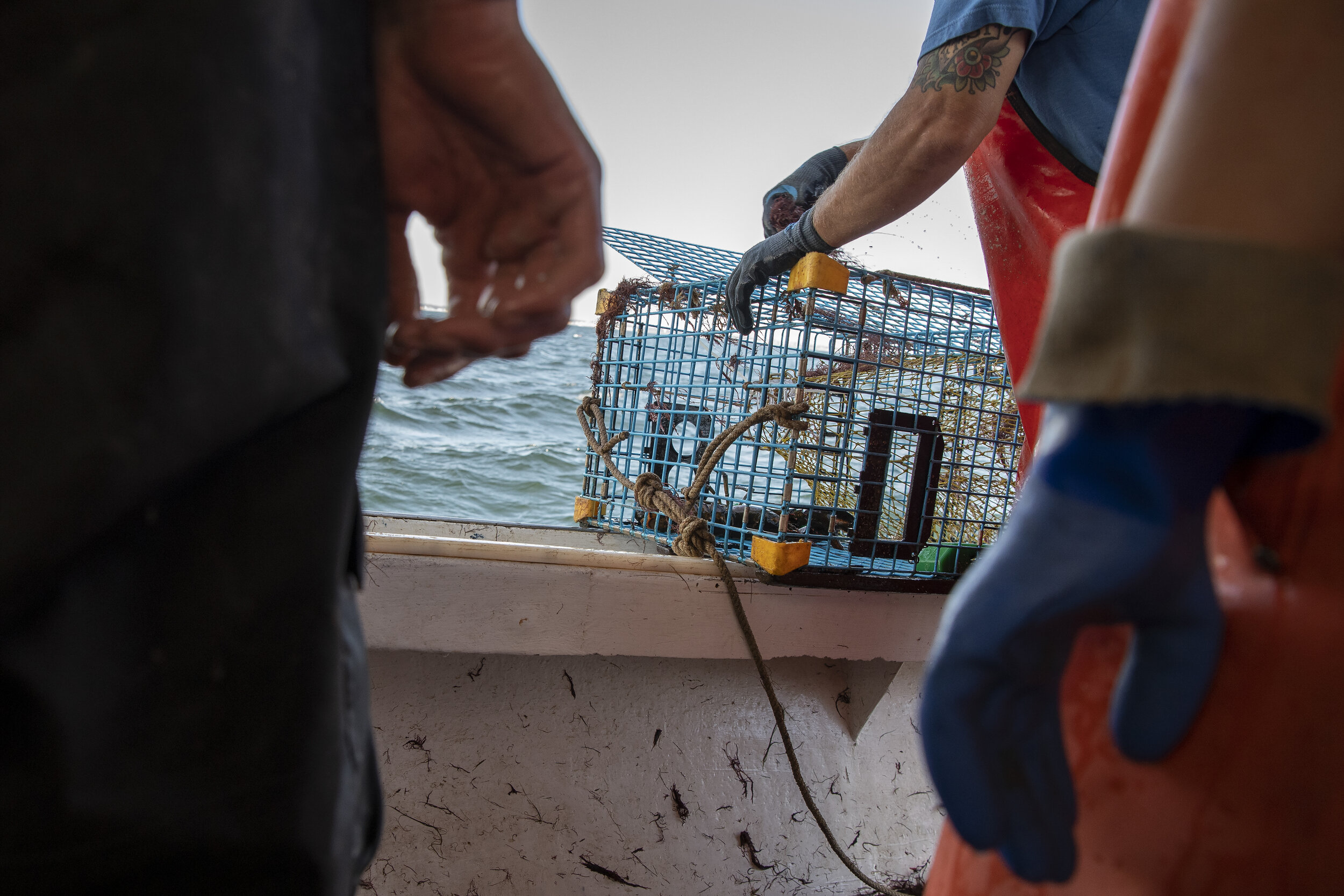 Peter Mason hauls up a nearly empty lobster trap as his son Toby Mason, left, and Toby’s girlfriend, Caroline Howlett, watch from the wheelhouse behind. There is an art and a science to trapping lobsters. But despite generations of tracking lobster