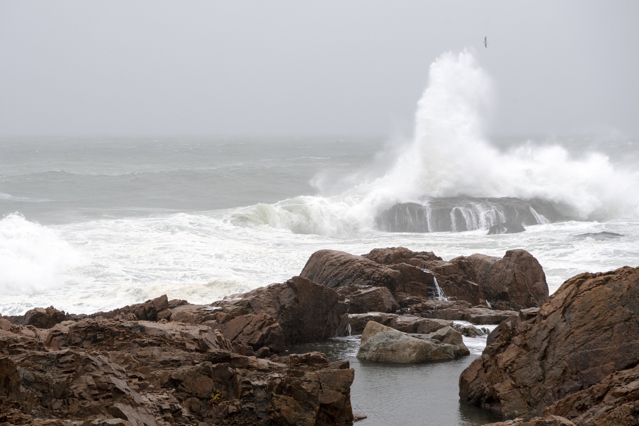 A gull narrowly escapes the spray from a crashing wave during a Nor'easter along the coast of East Gloucester, Mass. This region of the North Atlantic is known for severe weather and has been used as the backdrop for stories such as “The Perfect Sto