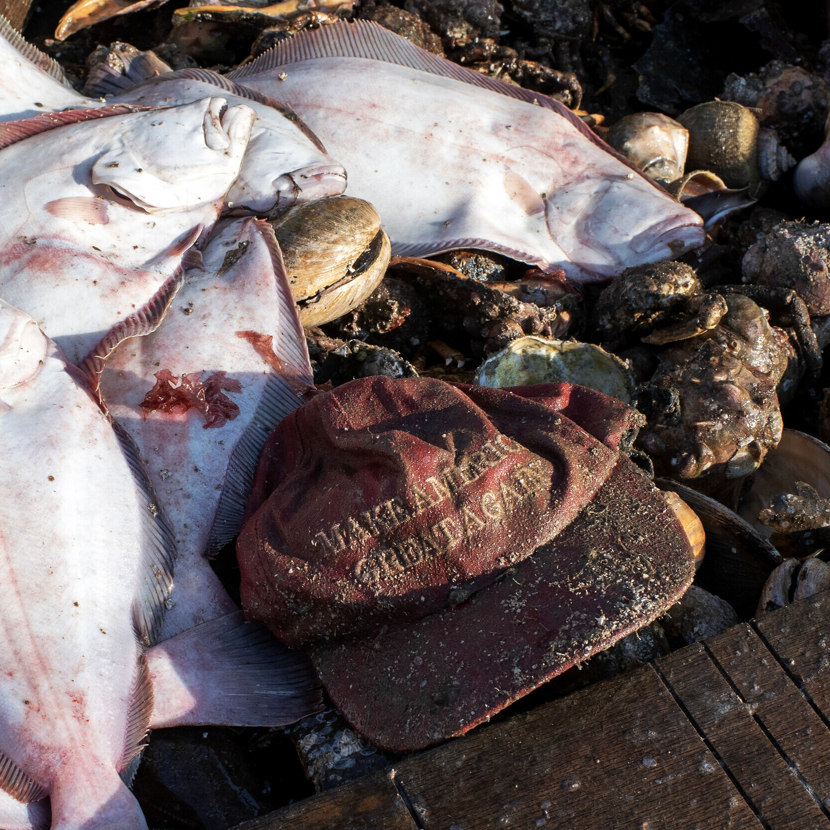 A “Make America Great Again” hat sits alongside the catch and bycatch from Tim Barrett’s morning trawl. Man-made products, such as this hat, are often found in nets coming up from the ocean floor. Barrett believes the ground fisheries are almost a l