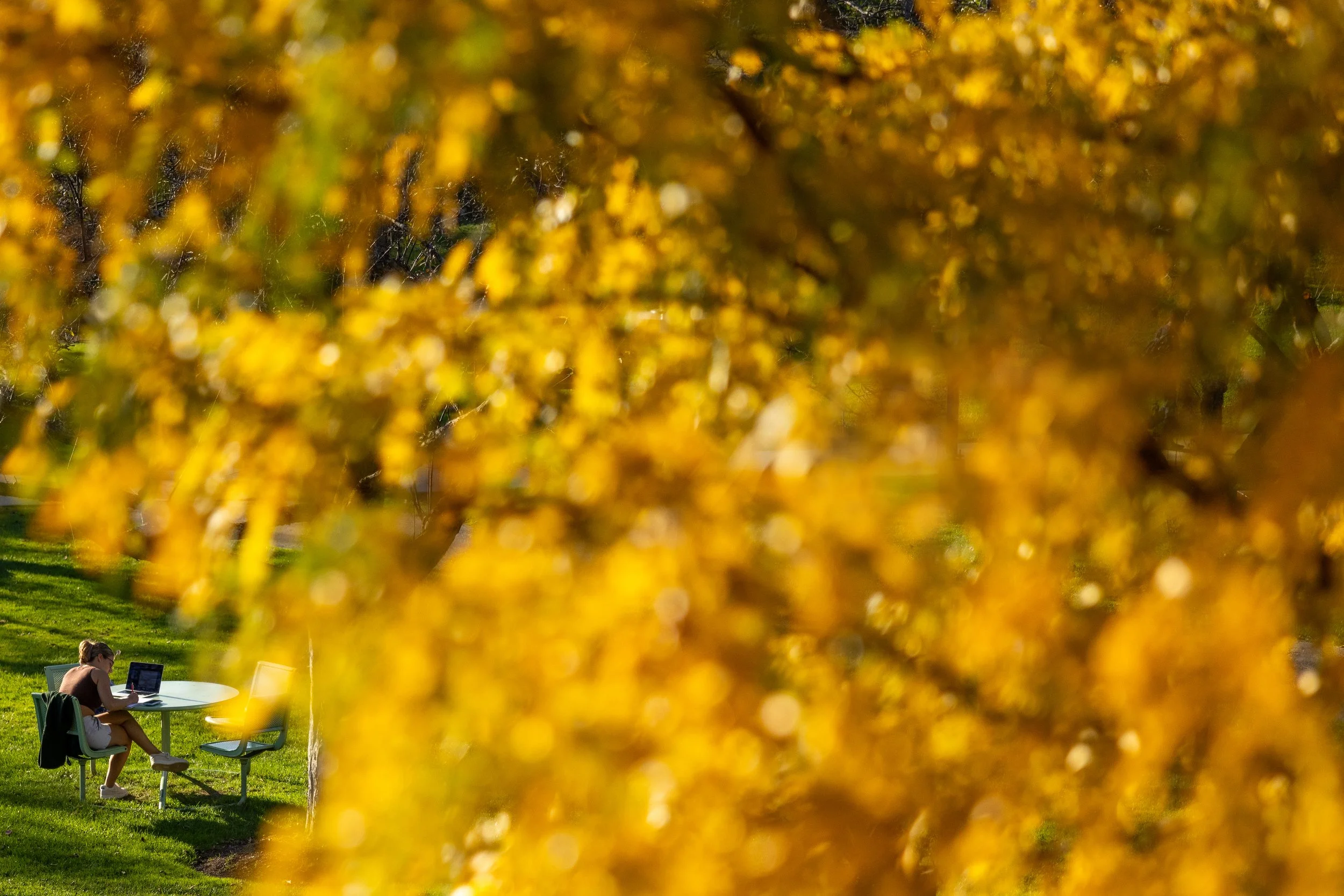  A student studies in the autumn sun on Fellows Garden quad. A beautiful campus makes for a beautiful home — students know just how special that feeling is. 