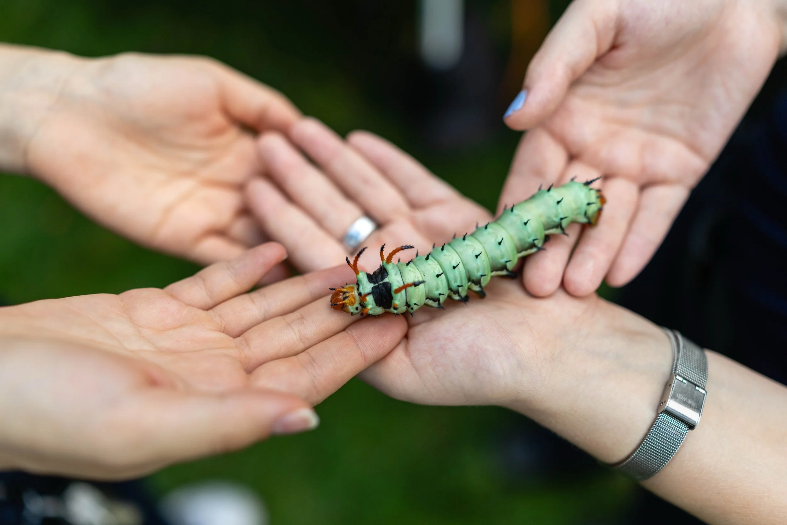  Students hold the largest caterpillar in the world, the Hickory Horned Devil, at the Caterpillar Lab in Fellows Garden. 