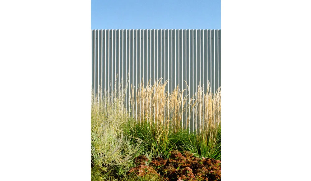 grasses.jpg