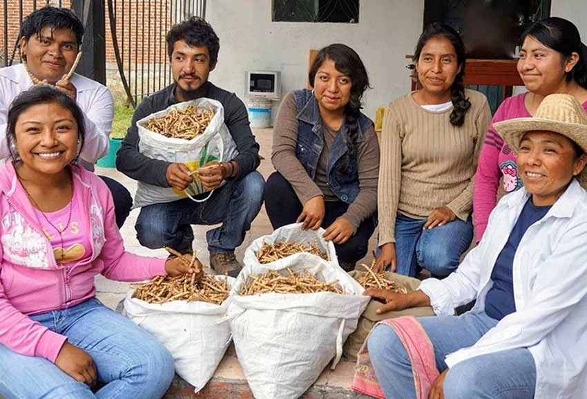 MEXICO NEWS DAILY _ Mesquite a Protein-Rich Ancestral Food That is Making a Comeback Photo credit: Tejiendo Alianzas