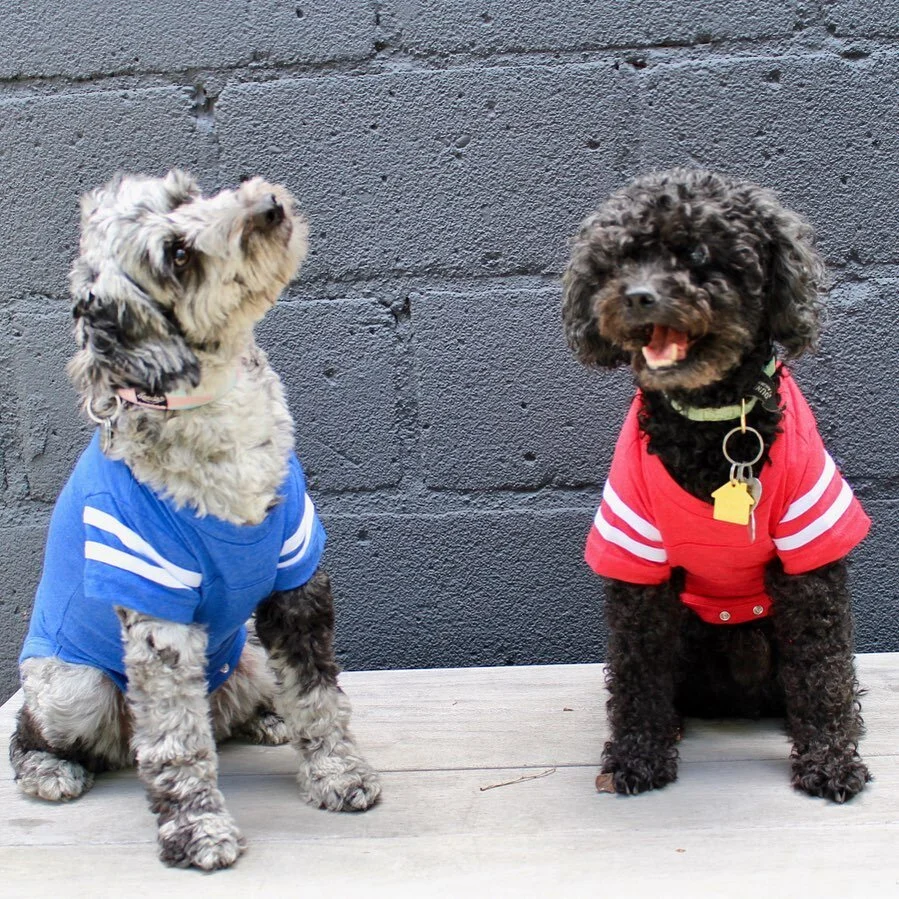 hope everyone has a paw-some 4th of july weekend! 🇺🇸💥