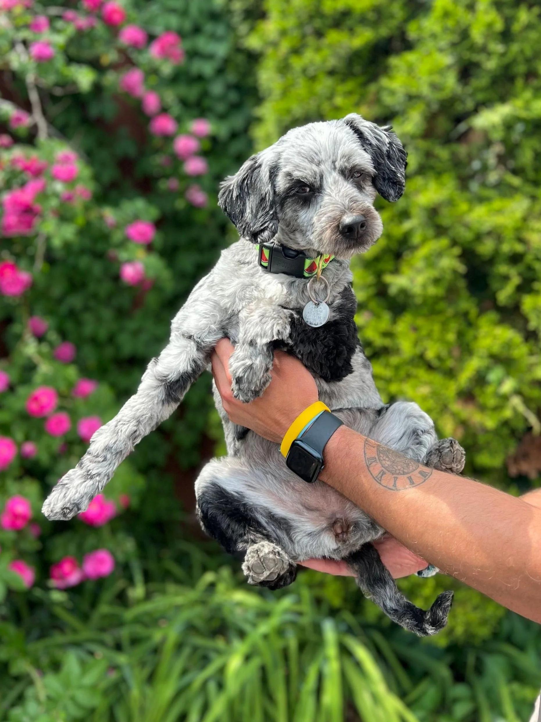 hattie, chief morale officer
