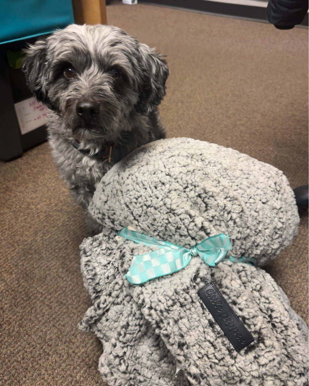 unveiling the first installment of a series titled &quot;Hattie's Friday favorites&quot;! this little pepper branded sherpa blanket is a favorite of Hattie's because:
1) it's a perfect match with her fur coat 
2) it keeps her warm during scheduled wo