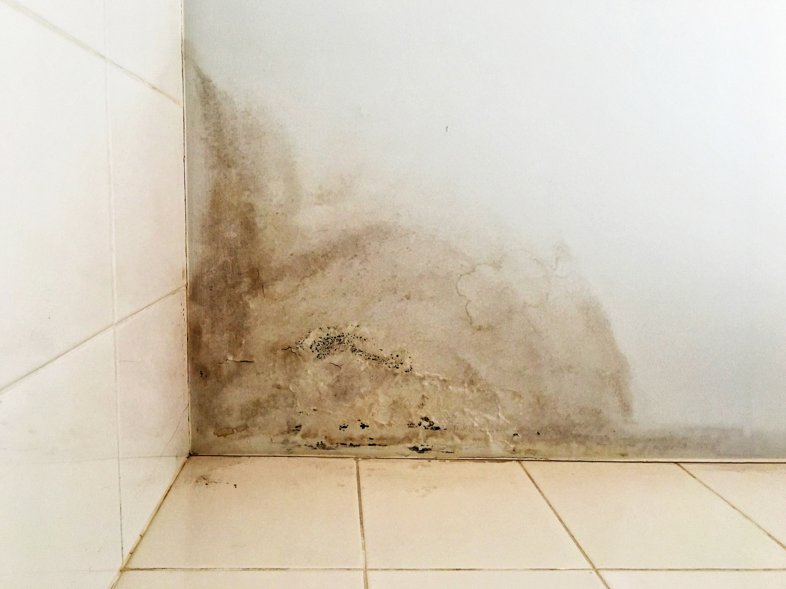 Toxic mold can grow indoors in places where water damage has occurred. The presence of stagnant water, humidity, and an enclosed space creates the perfect environment for mold growth.