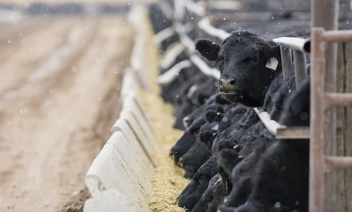 Grains are commonly contaminated with mycotoxins. When we eat meat and dairy from animals fed mycotoxin-containing grains, we increase our own dietary mycotoxin intake.