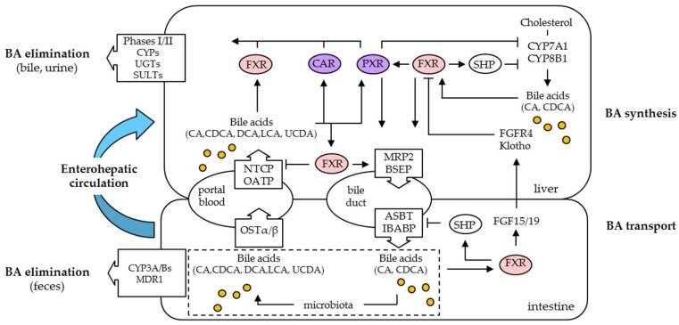 The biochemical processes of bile acid synthesis and transport are complex and intertwined with toxin metabolism and excretion. Diagram is courtesy of Garcia M, et al. Int J Mol Sci. 2018; 19(11): pii: E3630.