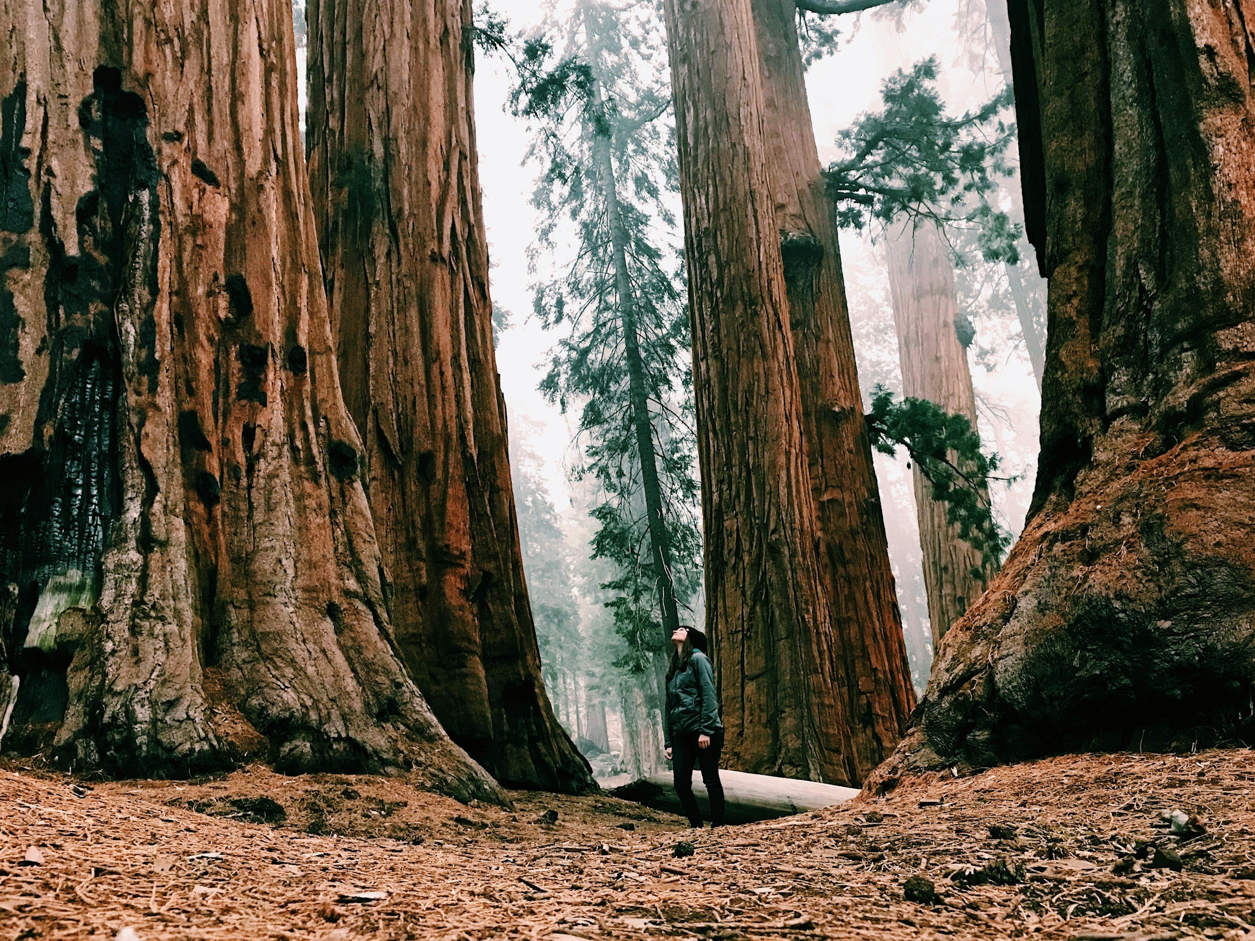 a lone person amidst a redwood forest looking up to a giant tree