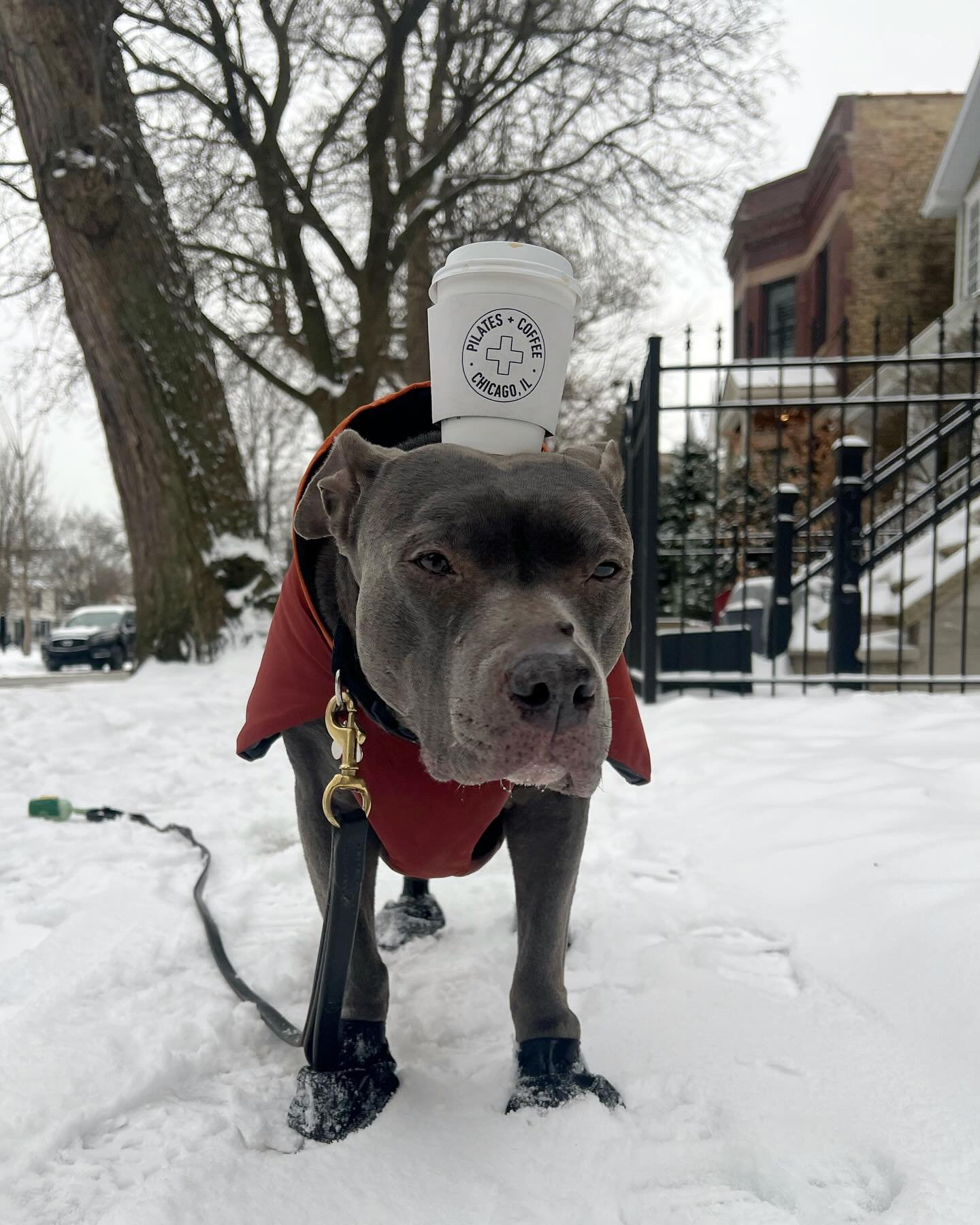 This is Matilda. She has been coming in for puppuccinos w/ her Dad Mike since day 1. As we near 7 years for the cafe, we can&rsquo;t help but do the math.  Maybe around 2,500 pup cups? Definitely plays a role in how good she looks. Whatever it is, sh