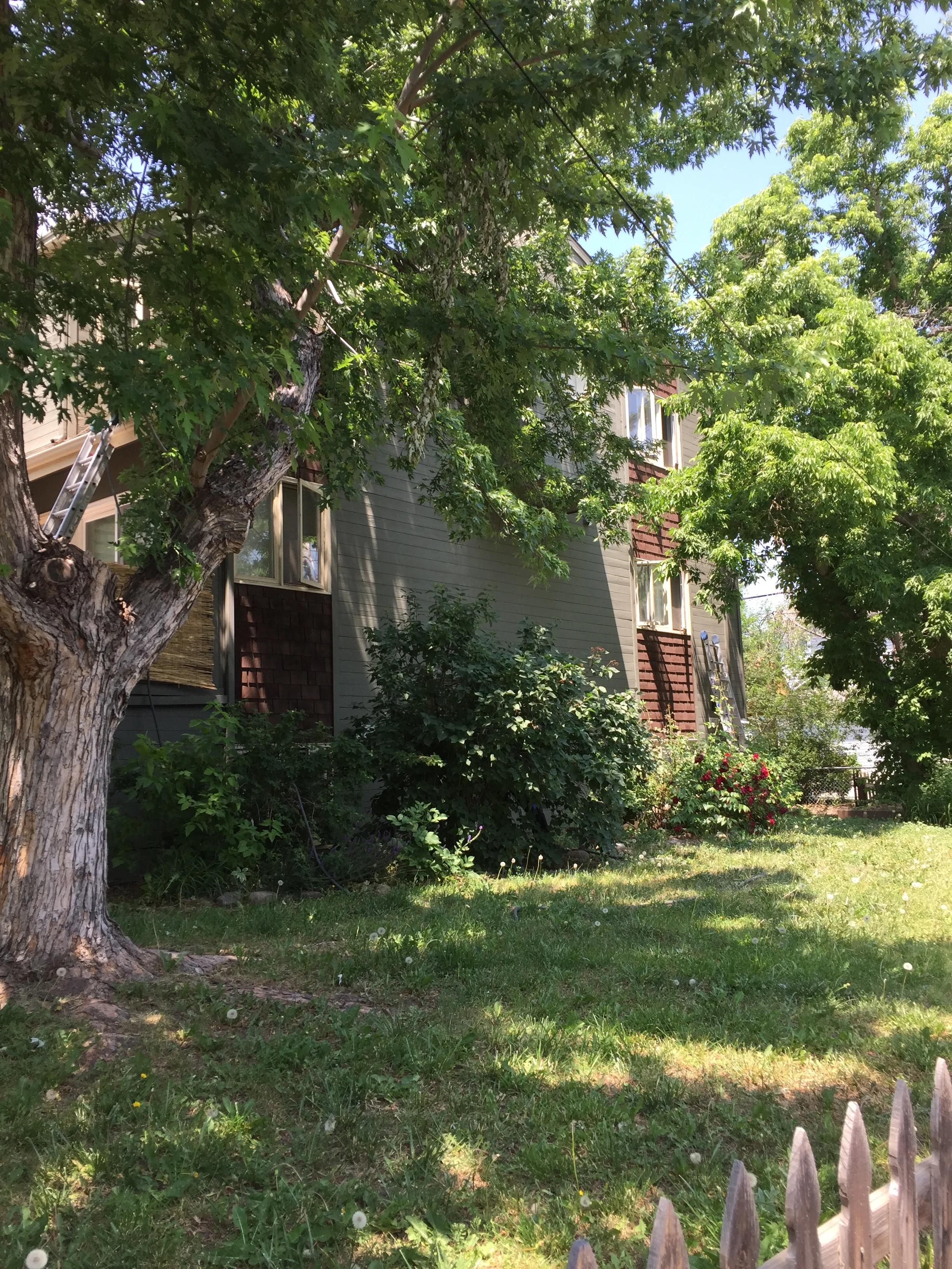 cedar II picture.JPG