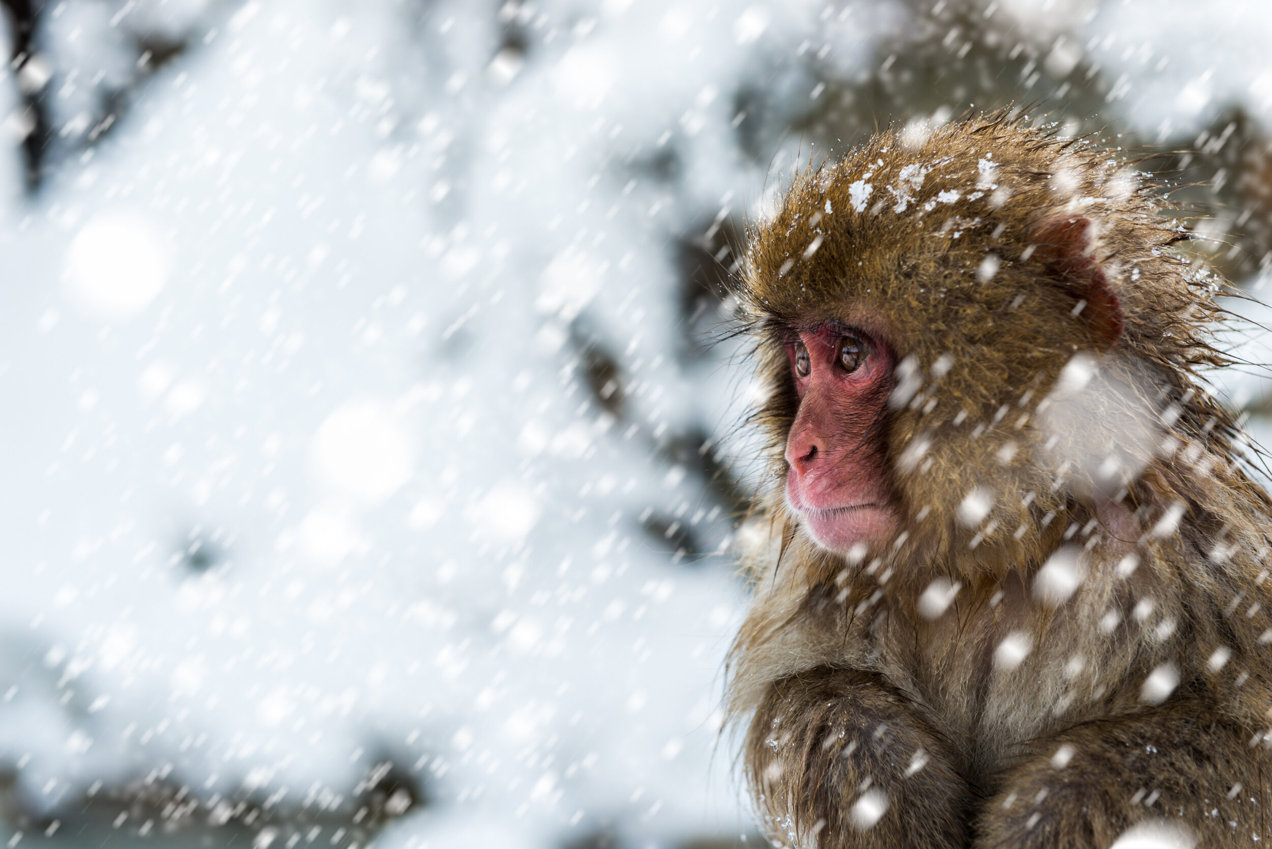 Japan Powder Culture Tours