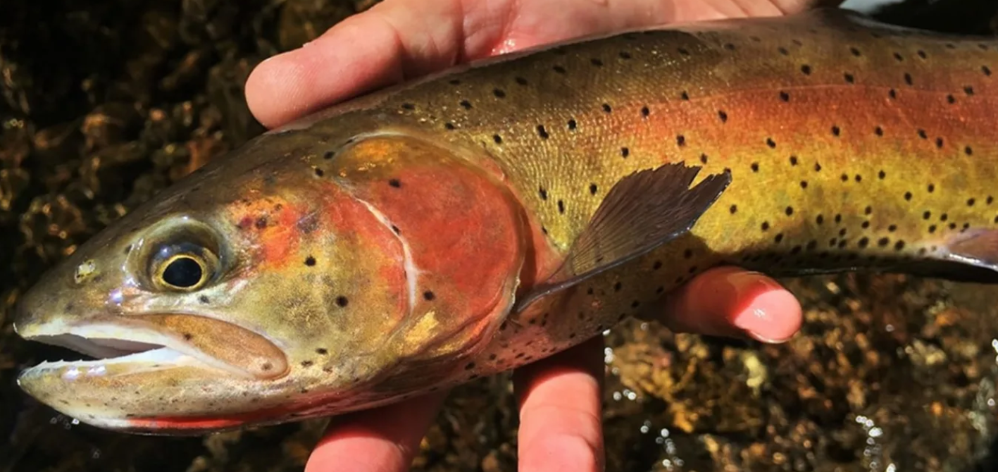 Trask River for Cutthroats