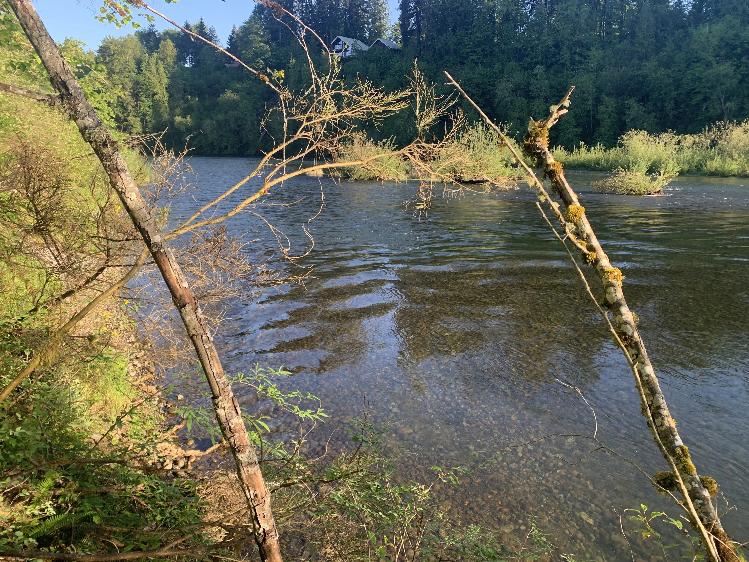 Steelhead Outing on the Lewis River