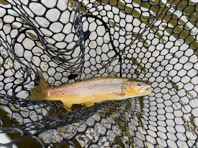 Harriett Lake