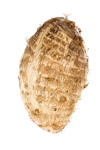 Don't you just want to cuddle up with this cute, fuzzy Taro?