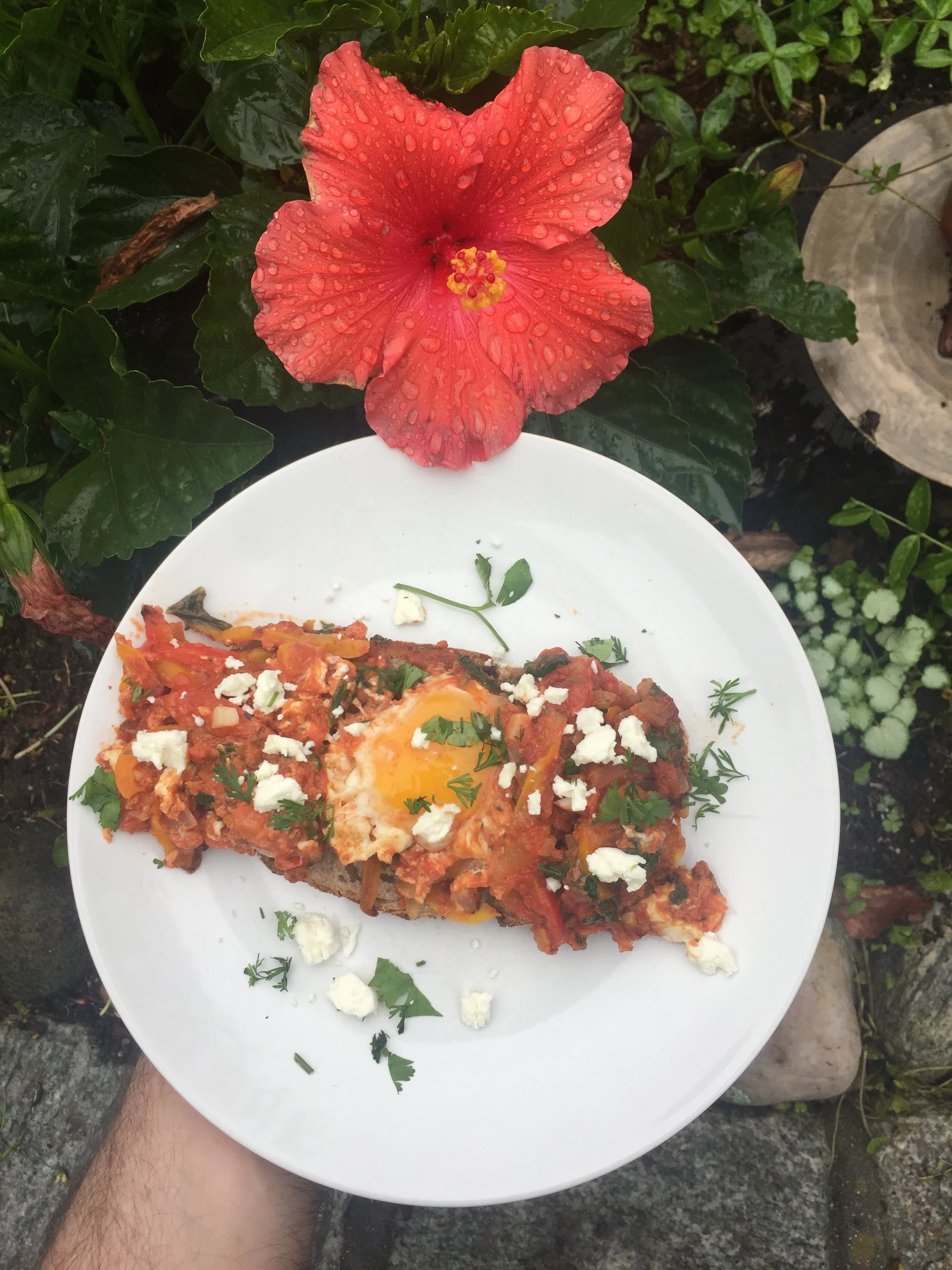 Shakshouka (image T. Freuman)