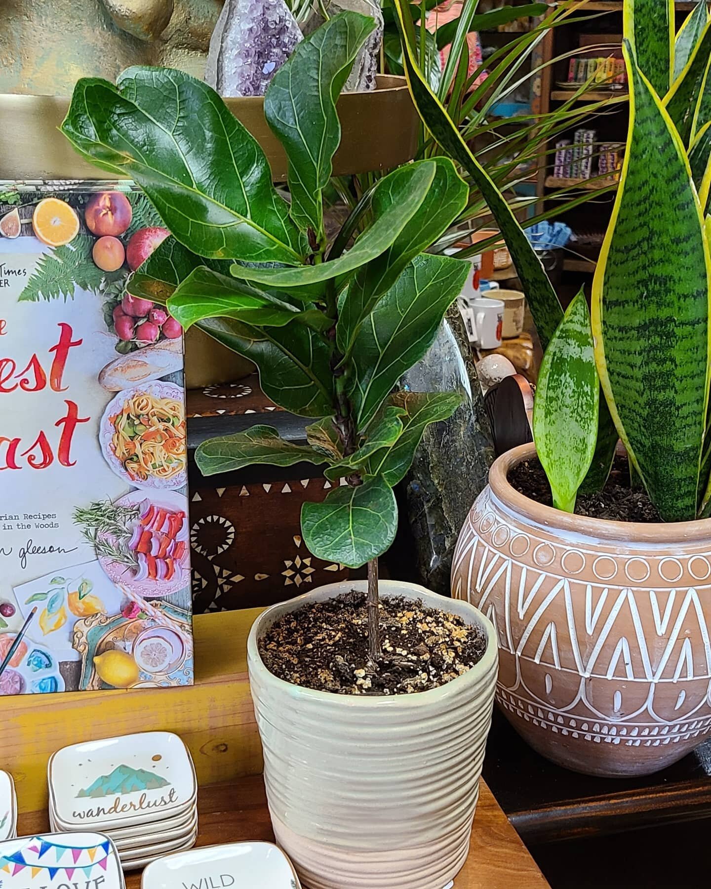 A few fiddle leaf fig trees 😍✨🌱
.
.
.
#liveleafsd #carlsbad #plants #plantsmakepeoplehappy #fiddleleaffig