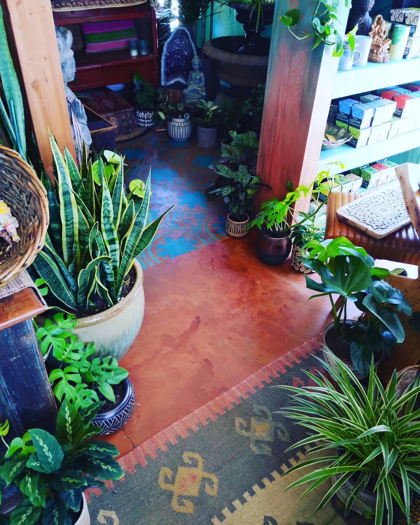 We have so many newpotted plants! 😎🌱🙌🏻
.
.
.
#liveleafsd #carlsbad #sanmarcos #vista #oceanside #sandiego #encinitas #northcountysandiego #giftgiving #giving #gifts #shoplocal #shopsmall #smallbusiness #smallbusinesssupport #smallbusinesssaturday