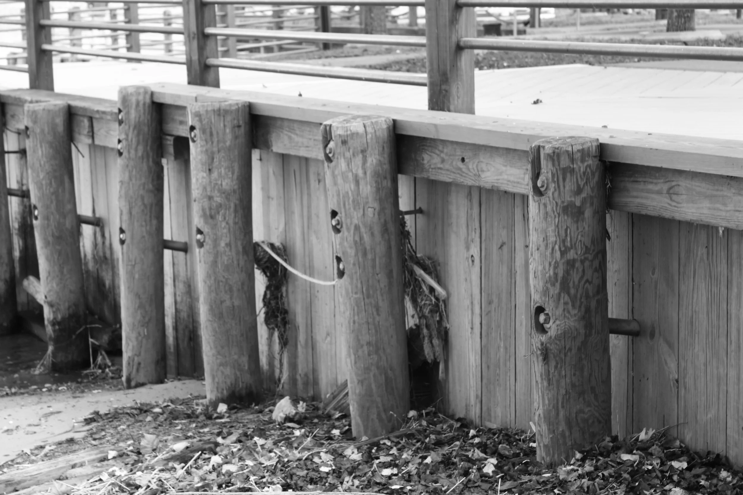 _MG_1050.JPG