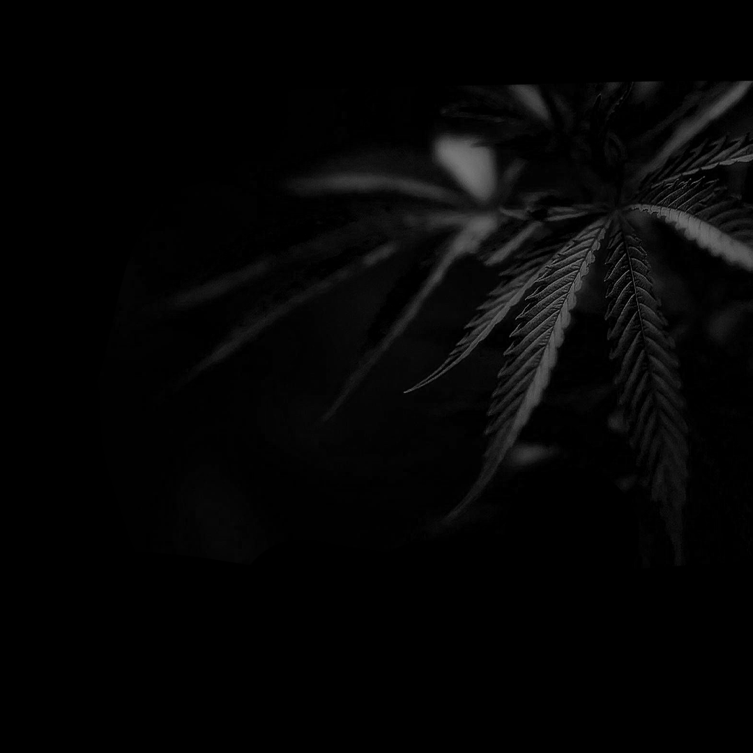 background.png