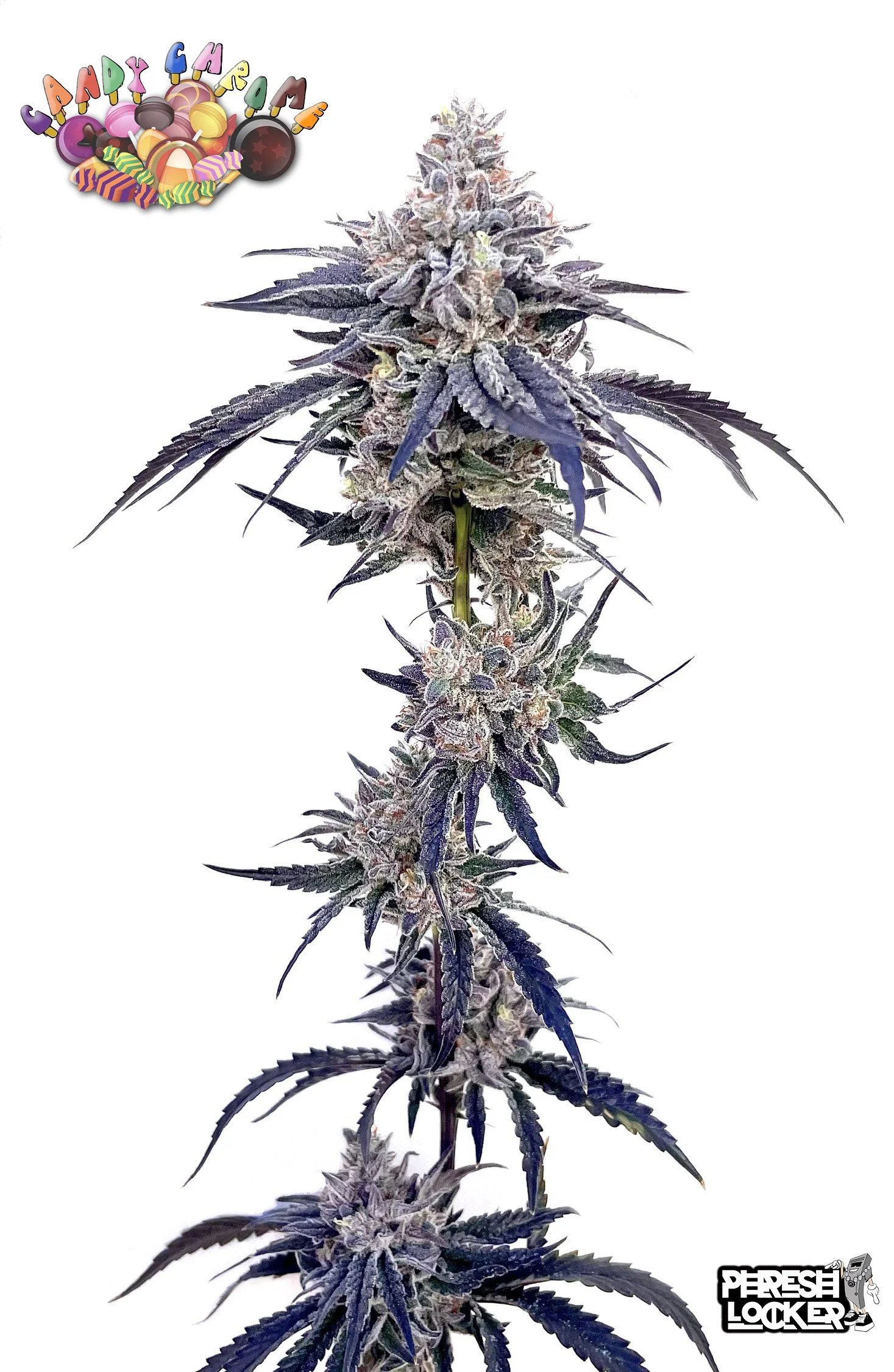 Candy Chrome_v2.jpg