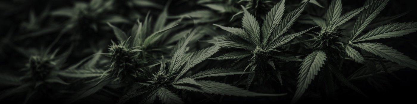 sativa.jpg