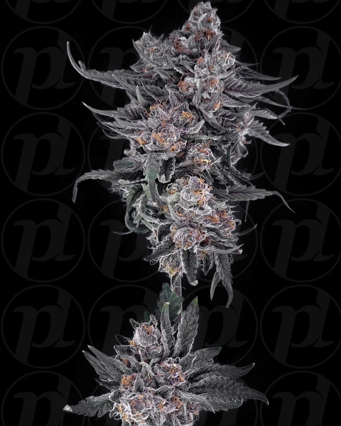 Rainbow Snowman
Bred by : @reallycannarado 
Hunted &amp; Selected by : @phreshlocker 

Big yielding 💪🏻 high resin producing flower 🙌🏻 With a hint of candy on the front, and gas⛽️ on the backend.
Make it the perfect combination🏅 #flower #candy #b