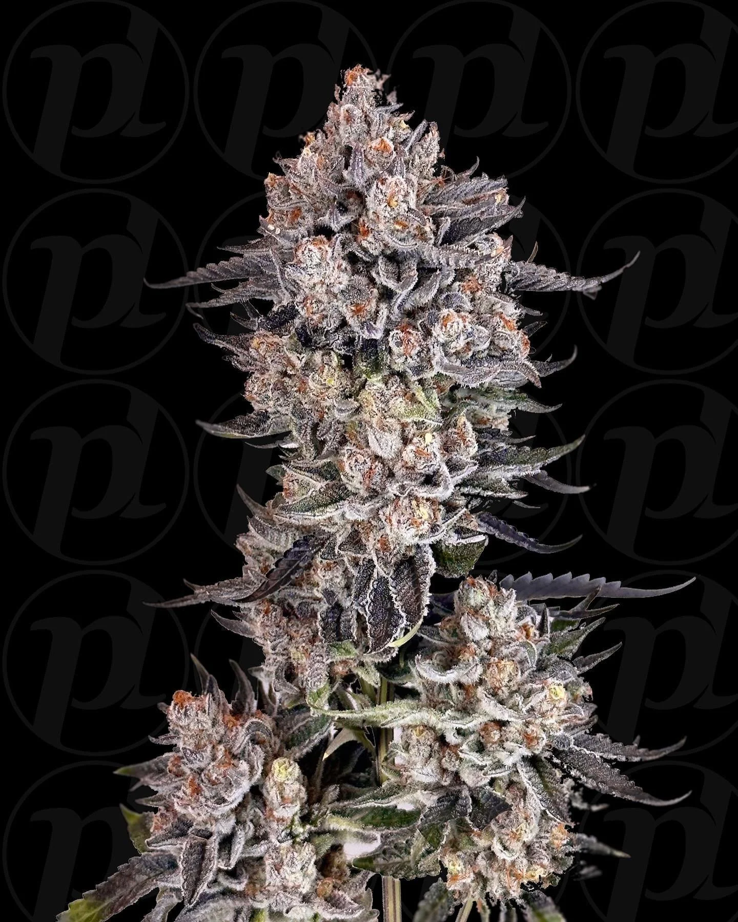 Doh-boy 🏅  get that creamy doughy nose. Heavy yielding, high resin producing flower. Slight hues of purple and green, however the flower looks white from all the crystals. In-between daytime and couch lock. #dohboy #clones #clone #flower #cannabis #