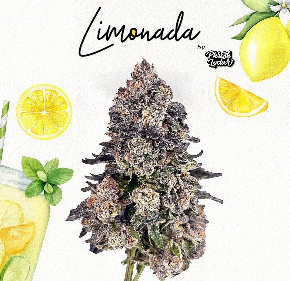 Limonada #7🏅
apples n bananas x lemonchello 
Indica dominant (70/30)
Super heavy high and delicious flavor 💯

#phreshlocker #nursery #losangeles #clone #teen #clones #teens #menu #list #weed #cannabis #canna #sfv #sanfernandovalley #flower