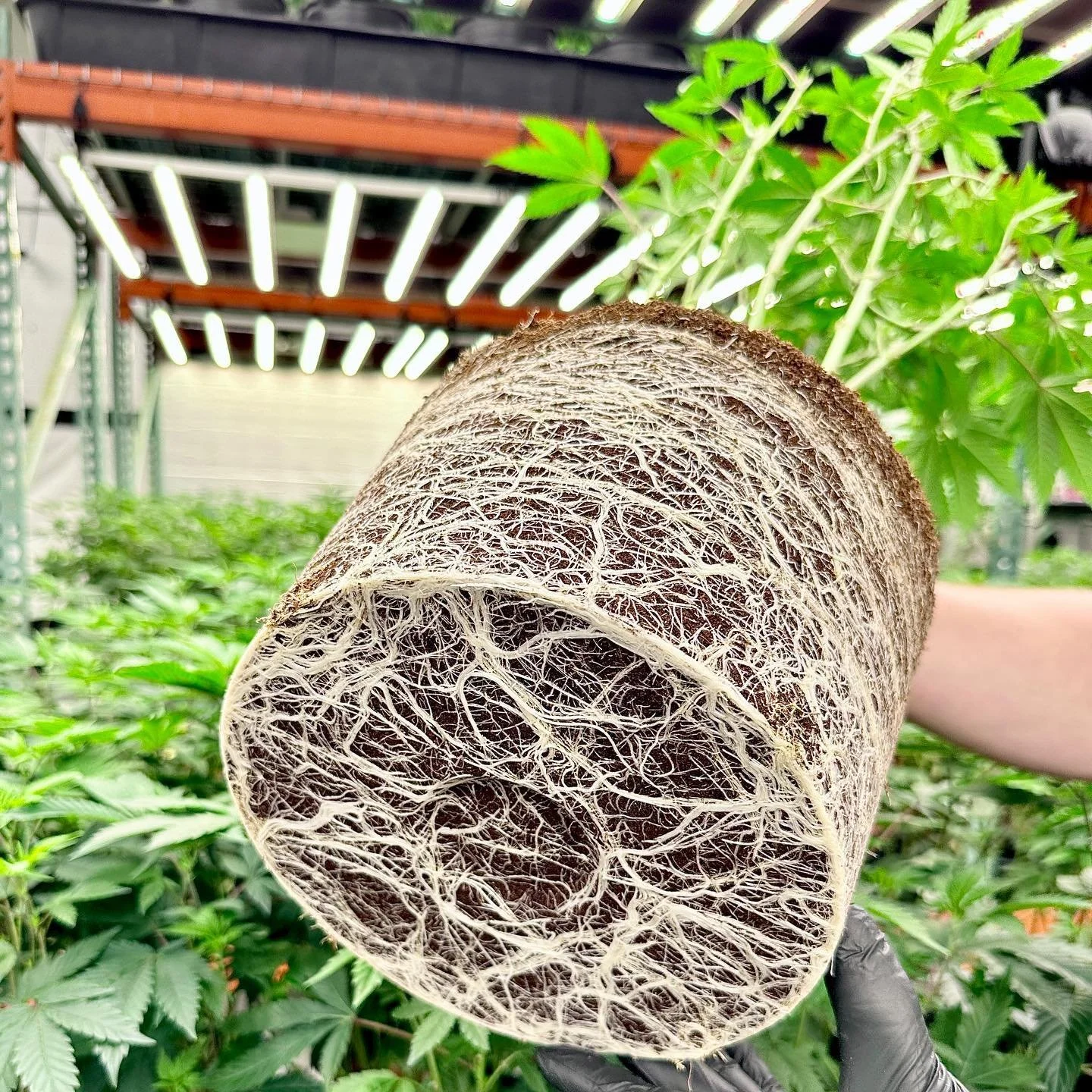 Healthy roots should hold the soil in the shape of the pot they said 😎😎😎 #root #roots #nursery #clone #clones #teen #teens #growerchoice #light #led #losangeles #california #phreshlocker #healthy  #fresh #sfv #cannabis #canna #weed #plant #plants 