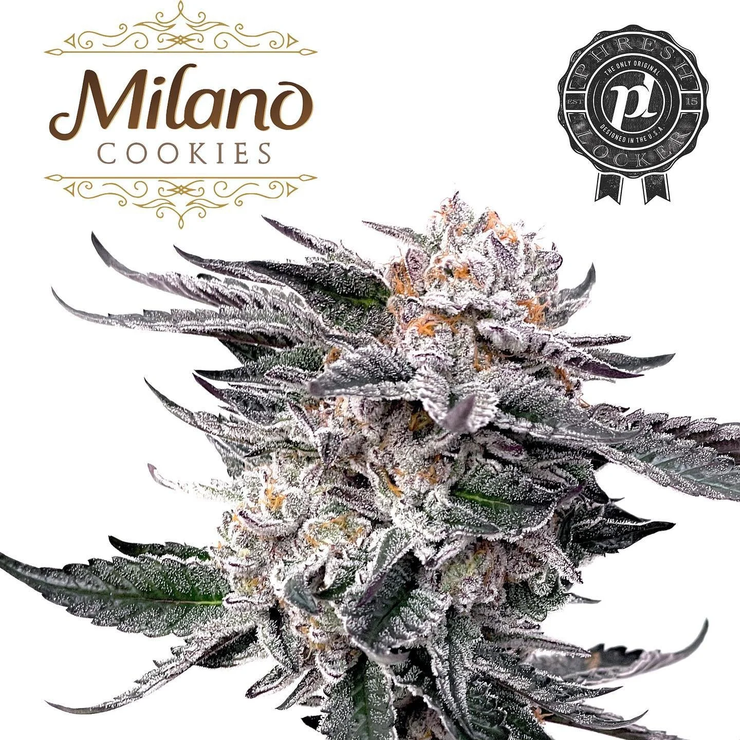 Milano cookies #7 (Carbon Fiber X apples and bananas) @starfire__genetix 
.
.
.
.
.
#phresh #phreshlocker #phenohunt #phenohunt #keeper #mchammer #canttouchthis #nursery #genetics #terpz #seedhunt #swolleneyelids #starfire_genetix
