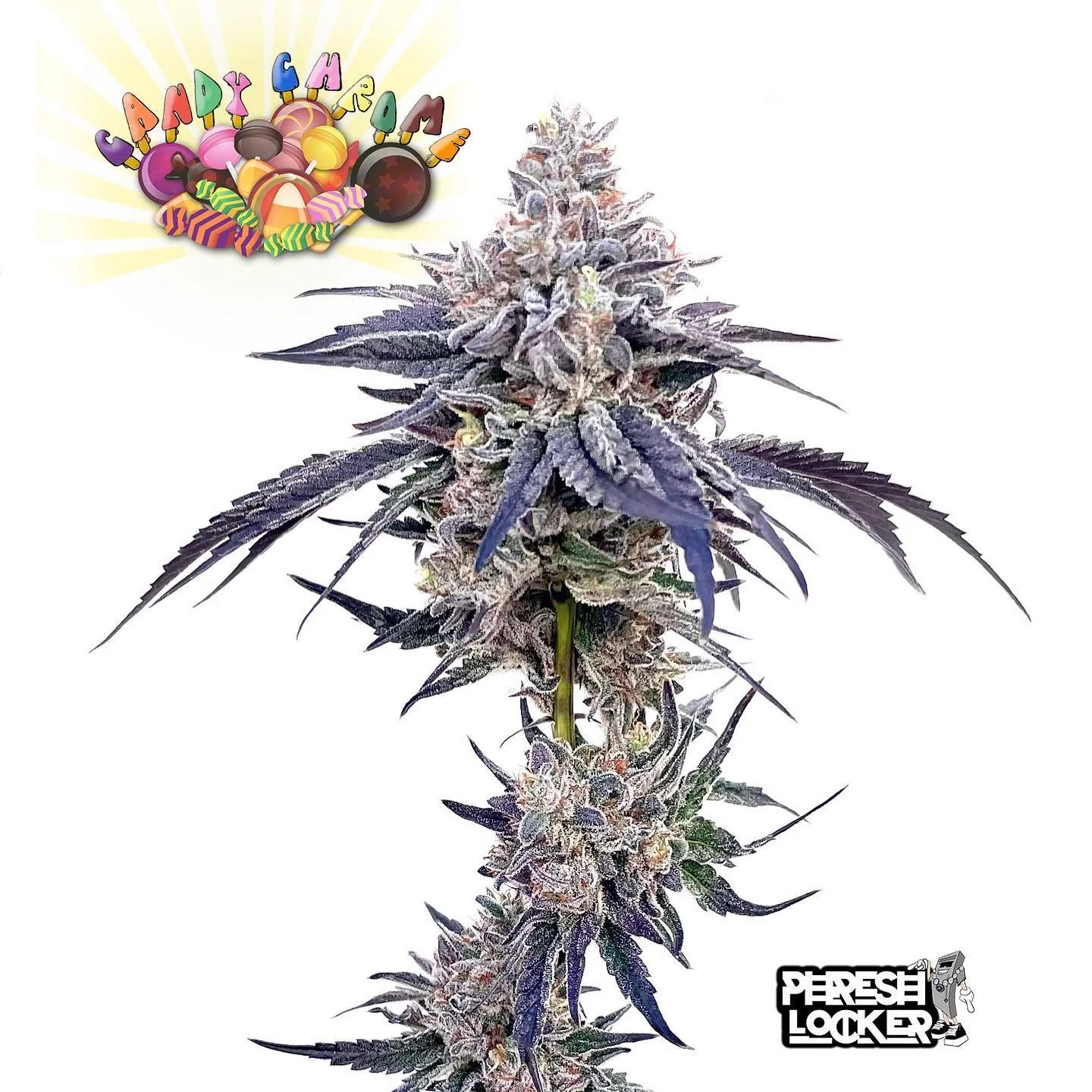 CandyChrome #20 (Menthol X Runtz) ⭐Exclusive⭐
Hunted by: @phreshlocker 
Bred by: @wyeastfarms 
Shoutout to all the breeders and phenohunters out there. Stay true to your craft and positive things will come.
.
.
.
.
#Phresh #nursery #phenotype #clones