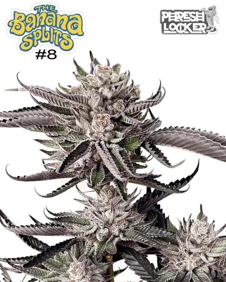Banana Splitz #8 (apples and bananas X Biscotti Sundae) @starfire__genetix
.
.
.
.
.
#phenohunt #starfiregenectics #keeper #terpz #phresh #phreshlocker #nursery #hunt