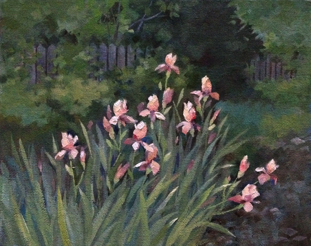 Pink Iris