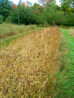 Buckwheat growing at Khadigar Farm. Photo by Will Bonsall.