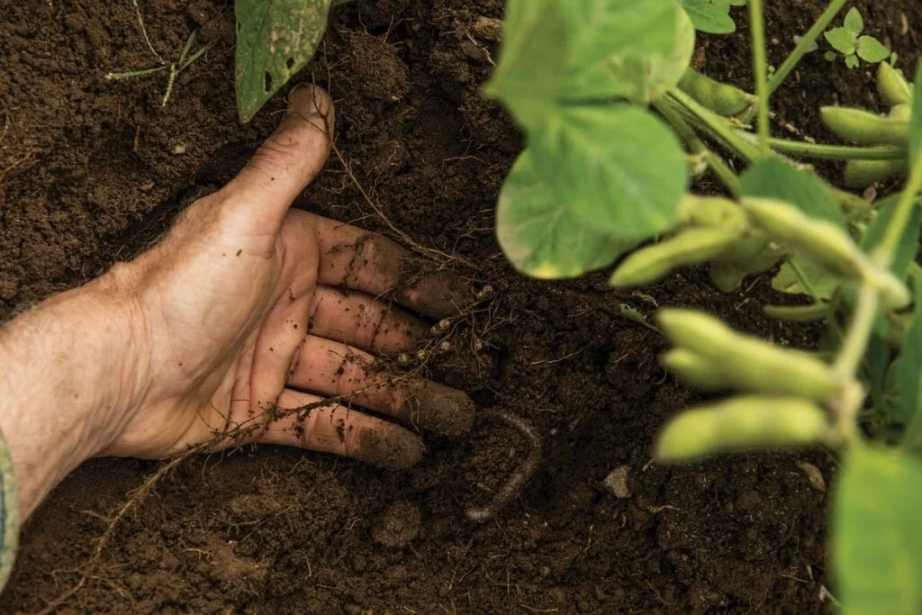 2004_seeds3-683x1024.jpg