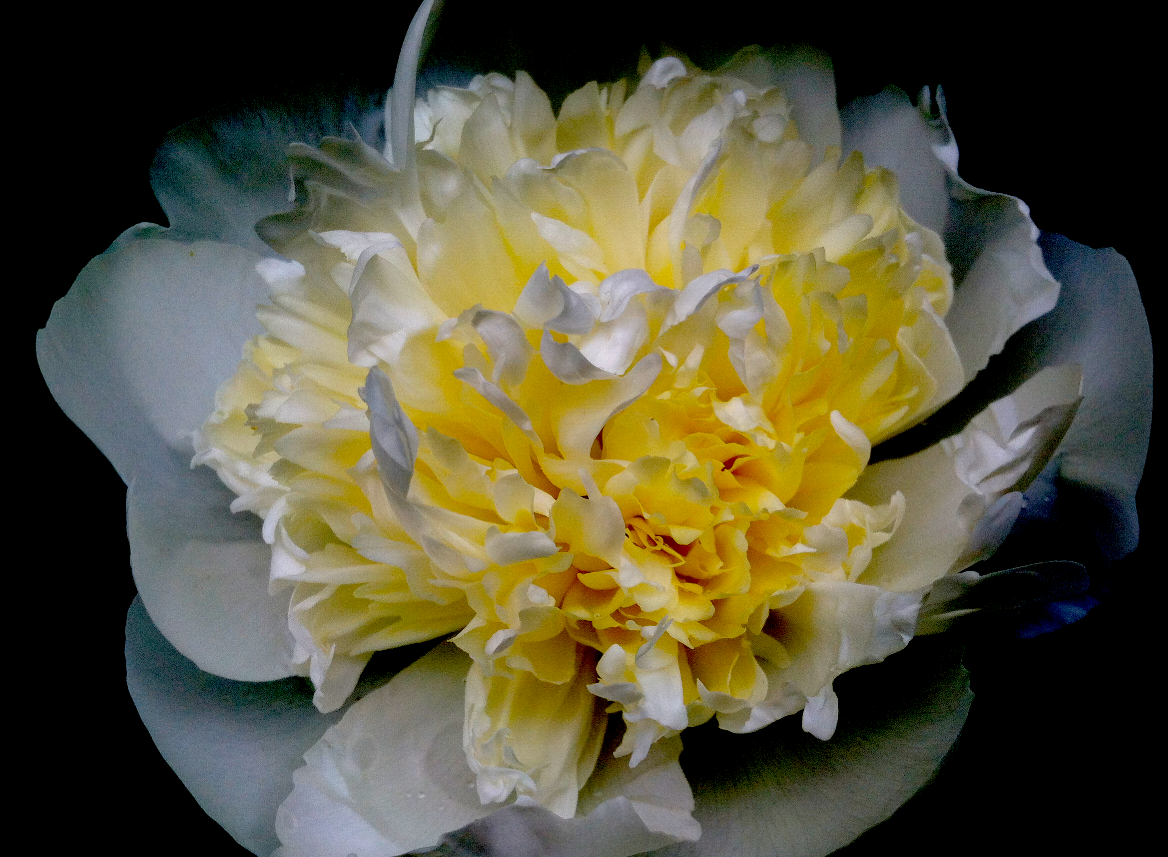 Peony.JPG