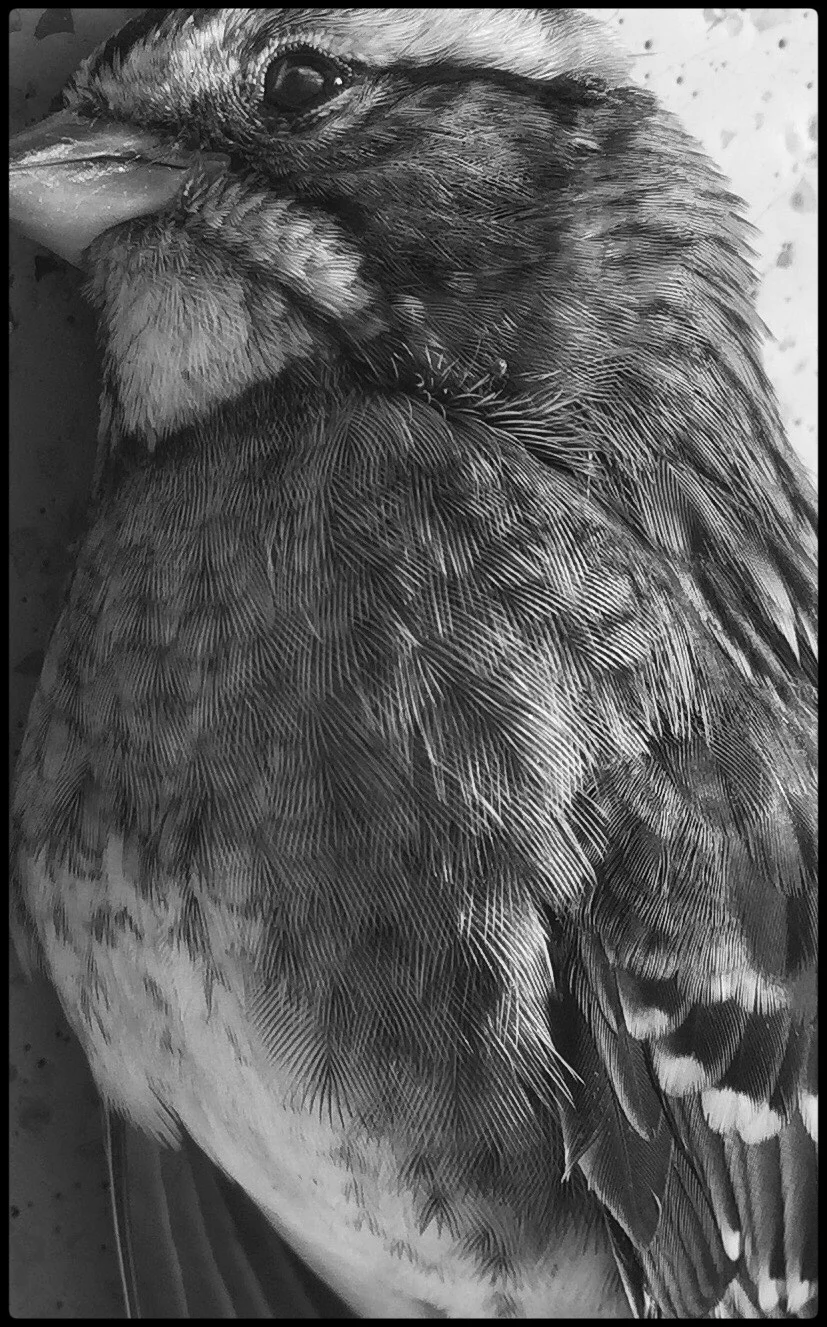 Bird B&W 1.jpeg