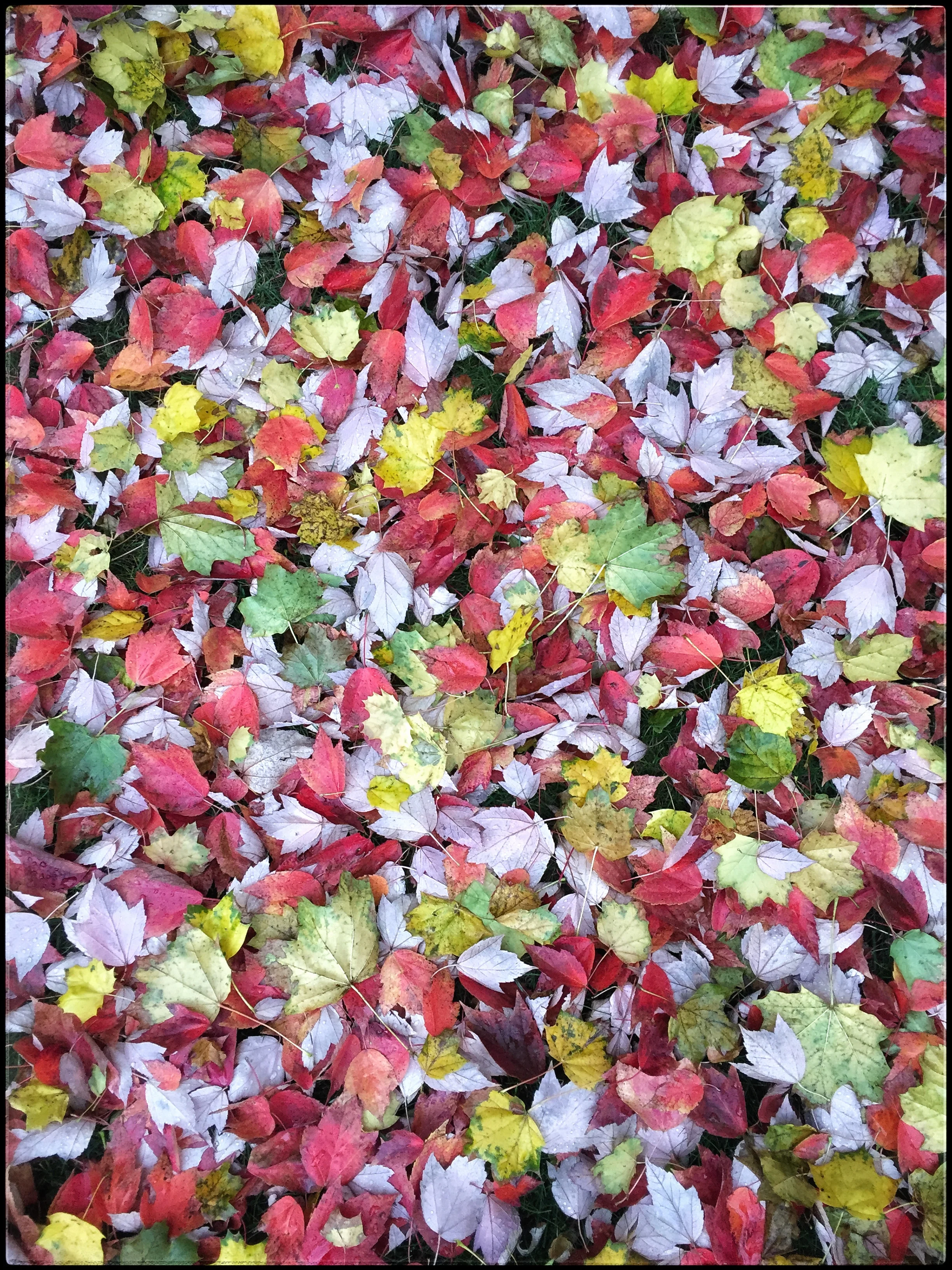 Leaf Carpet.jpeg