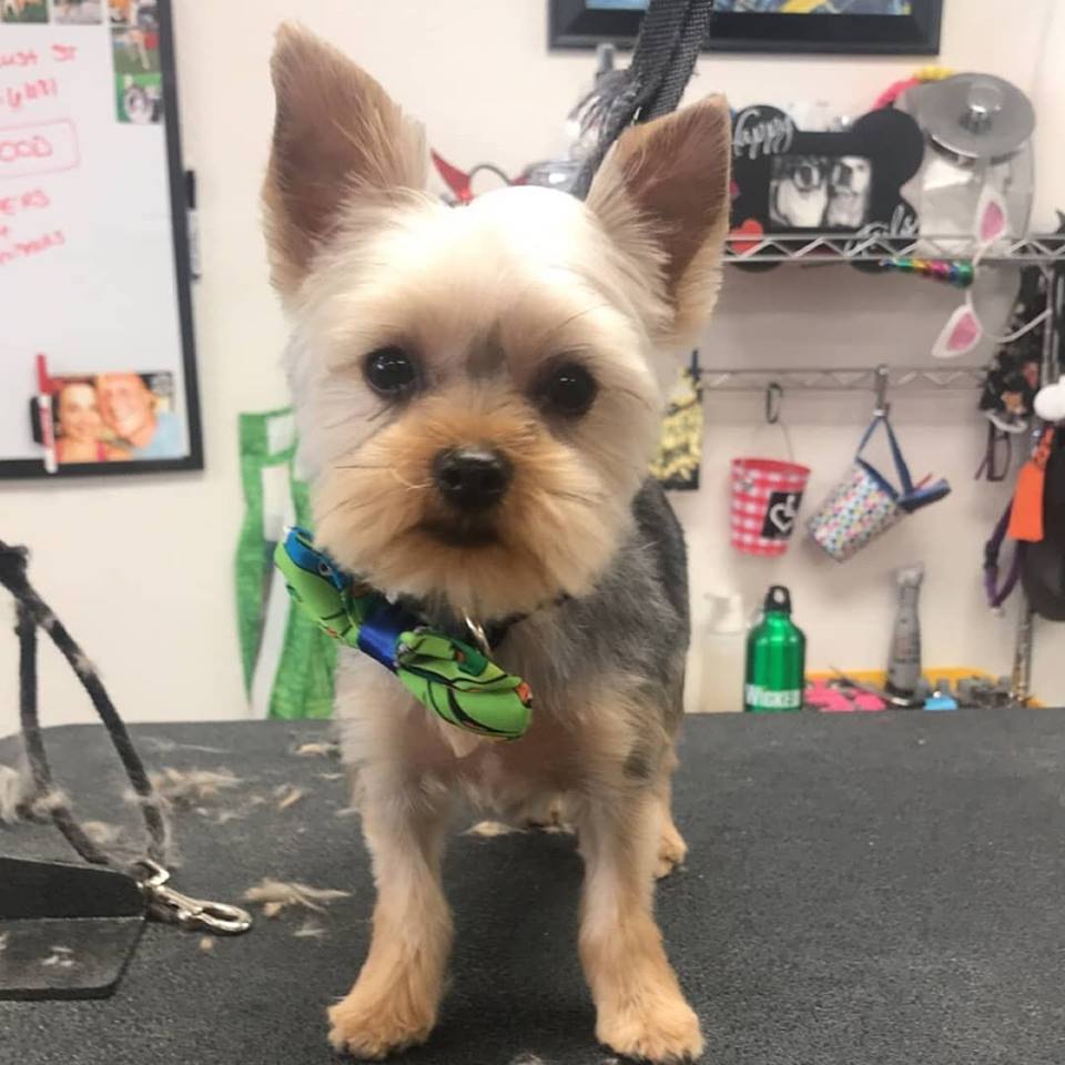 When Should Puppies Get Their First Haircut